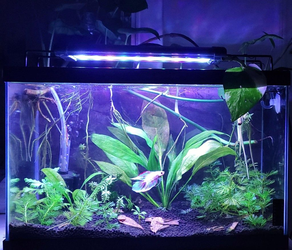 Fish Tank 10 Gallon