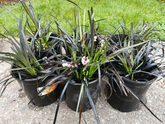 Mondo Grass and Yucca 3 for