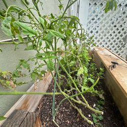 Healthy plants