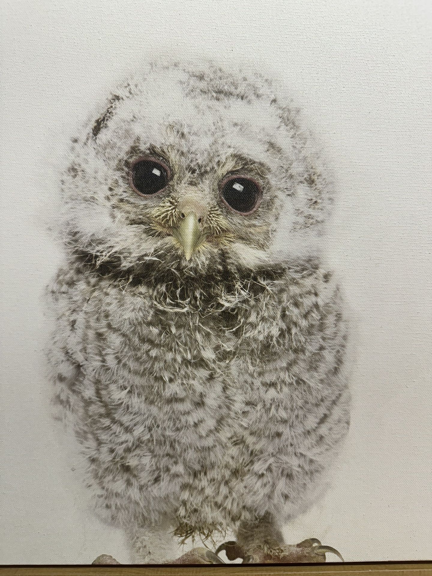 Baby Owl Frame New