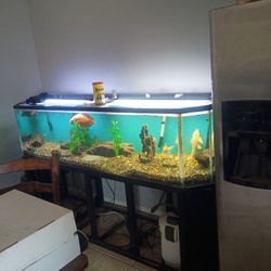 Fish Tank