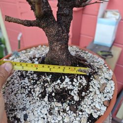 baby blue spruce bonsai 