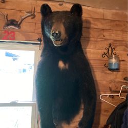 Black Bear Body Mount 