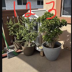 NO HOLD - Plants Succulents $10 Each 