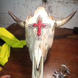 Cow Skull And Horns