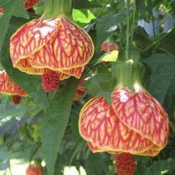 Chinese Lantern Plant Starts