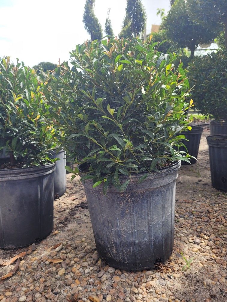 Topiaries Small 
