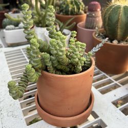 Crassula Strong Of Buttons Succulent Plant