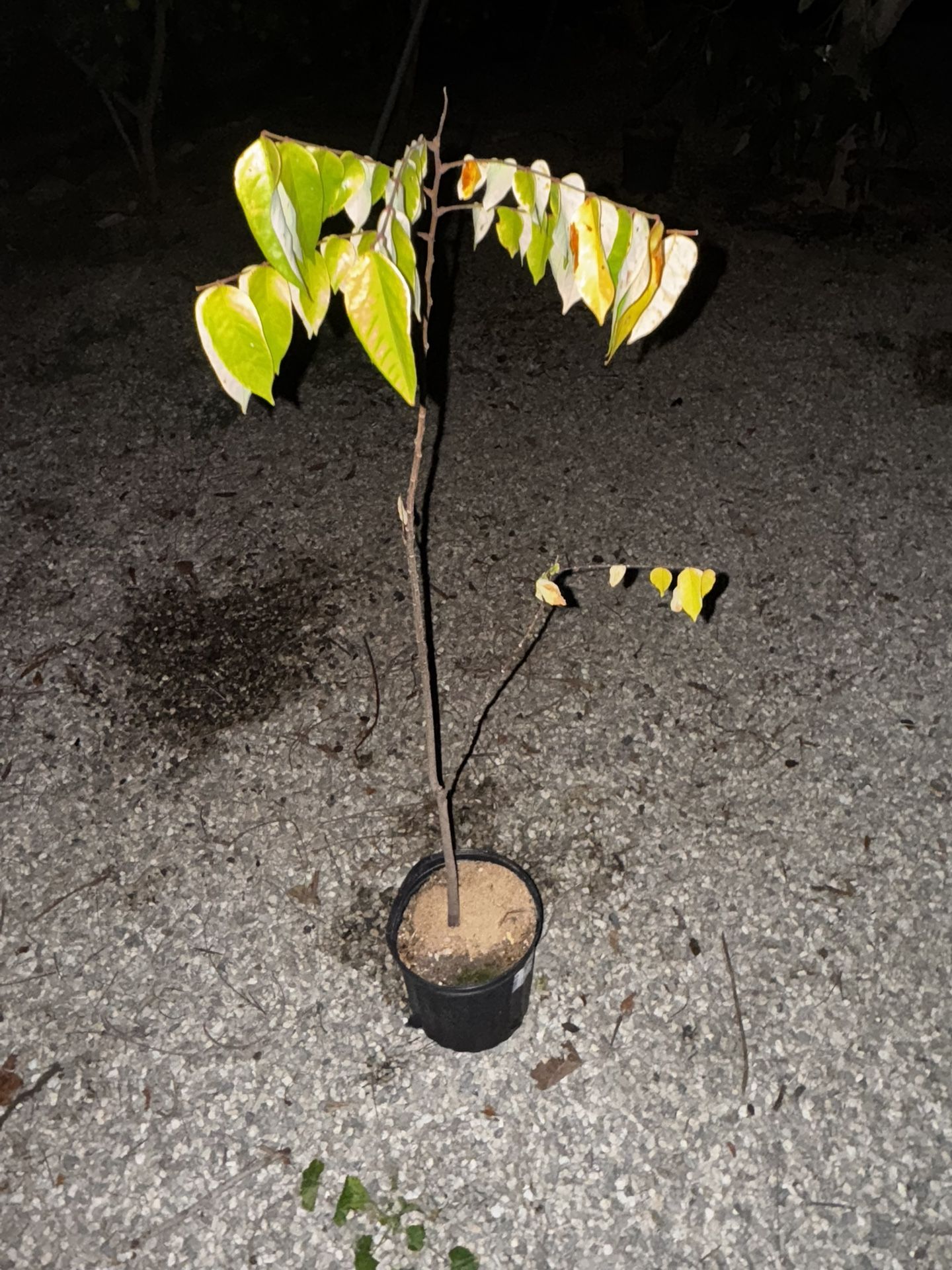 Starfruit Tree Grafted 