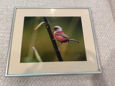 Pink Bird Photo Professional Framed