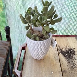 Potted Succulent 