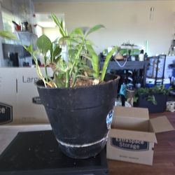 25 Dollar House Plant