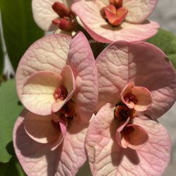 Corona De Cristo $45