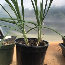 Chives - (Allium schoenoprasum) herb Plant - Live Rooted - 4 inch pot 