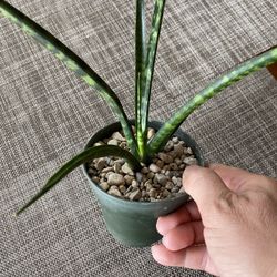 Sansevieria Fernwood, Sansevieria Mikado in 4” pot - live air purifying plant