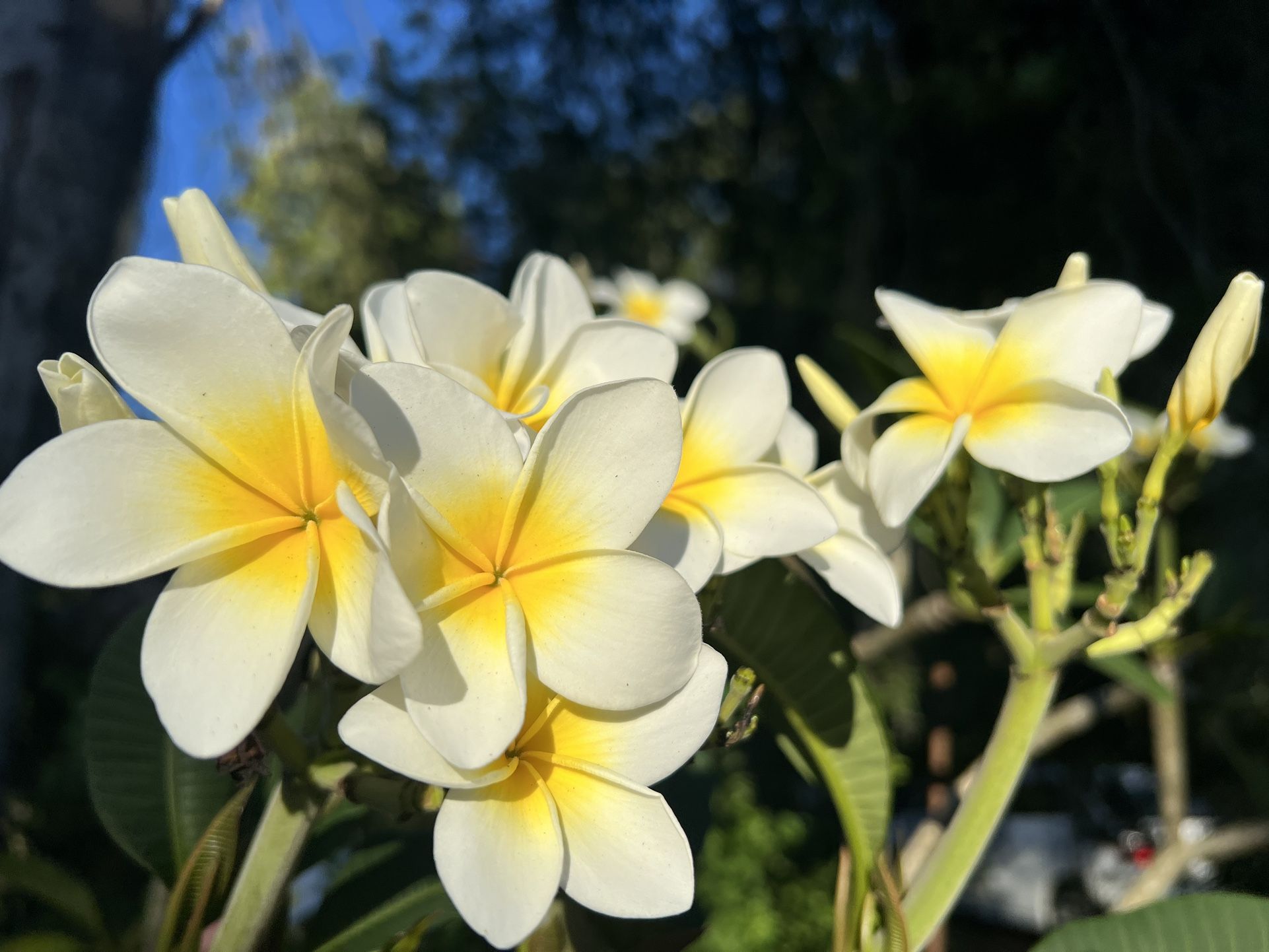 Yellow/White potted Plumeria