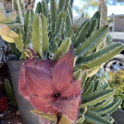 Huge Star Fish Flower Plant 
