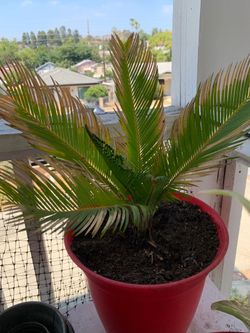 Mini Palm