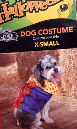 Halloween pet costume