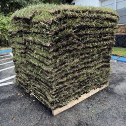 St Augustine Sod Pallets 
