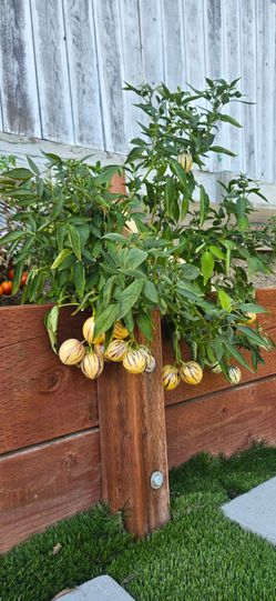 Pepino Melon Plant (人参果树) in Half Gallon Pot. $5/each Pot.