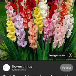 Gladiolus Flowers 