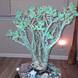 8-10 Yr. Old Tri Trunk Jade Tree