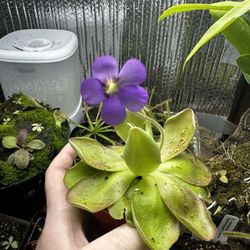 Carnivorous Plant, Pinguicula Piroulette