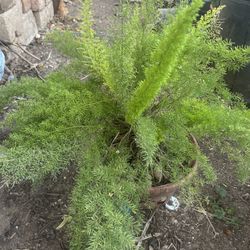 Foxtail Fern