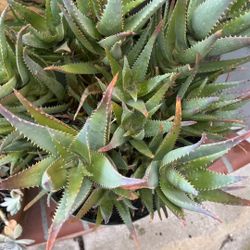 aeonium jade aloe vera