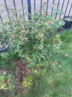 Two English rose bushes- David Austin brand