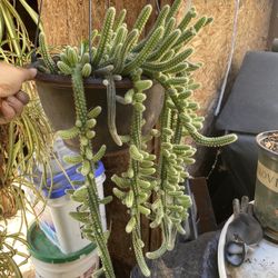 Tengo Ala Venta Está Planta  