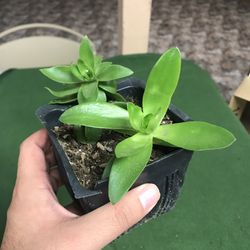 Succulent Plant