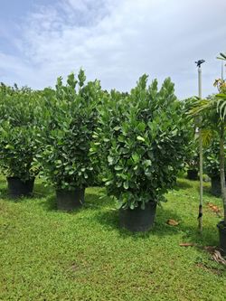 Clusias 7 feet tall 25 gallons