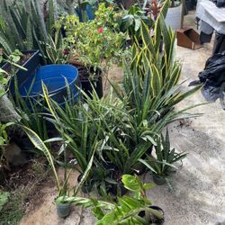 Lots of Plants Snake Plant,Jade Succulents,ZZ Plants,White & Tea Leaf,Stephanos, Big & Small Cactus