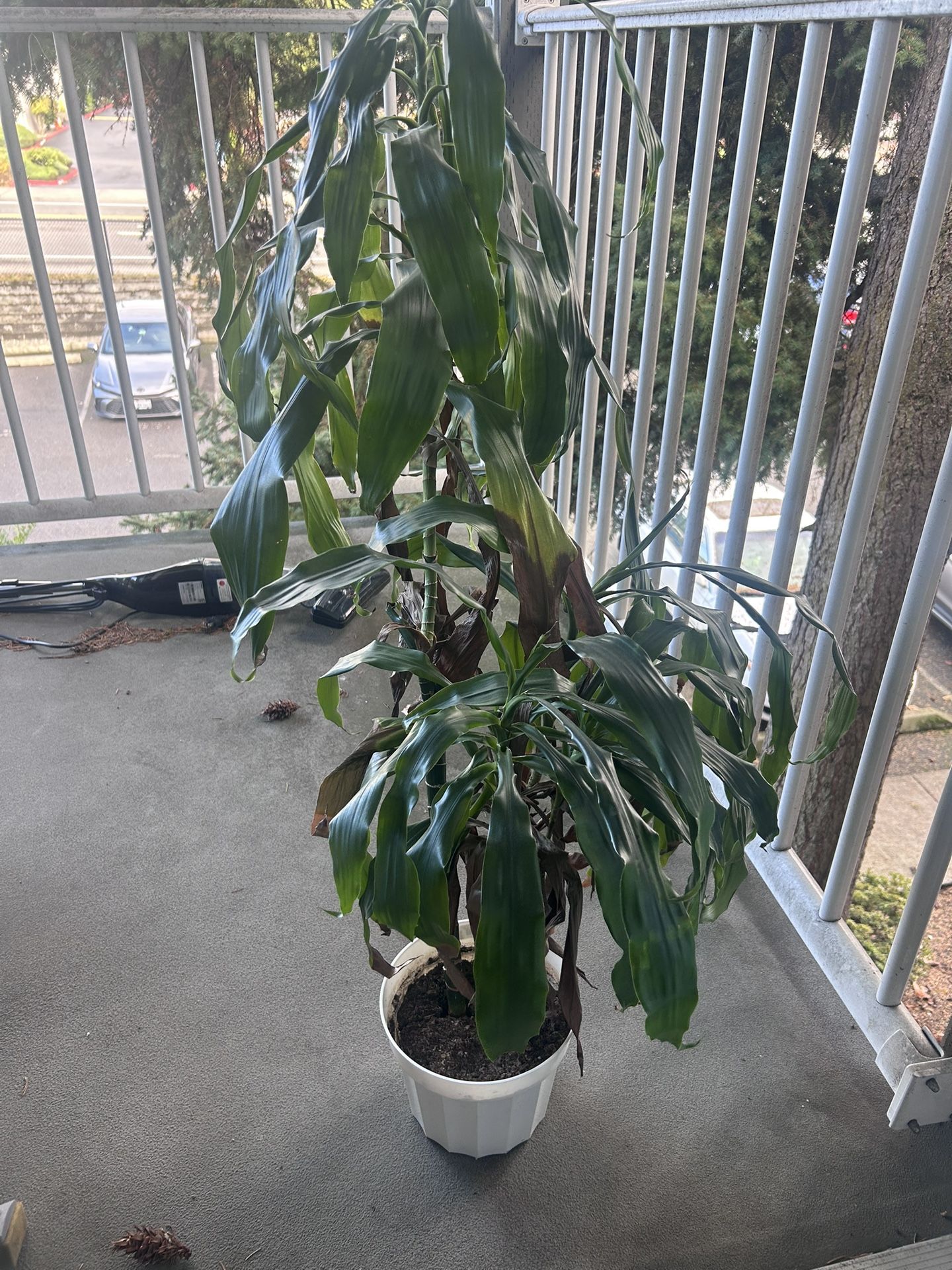 House Plant: Dracaena Corn Plant