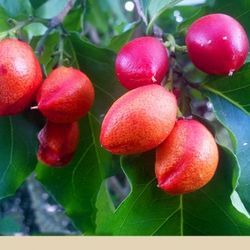 Peanut Butter Fruit Tree(airlayered Plant)