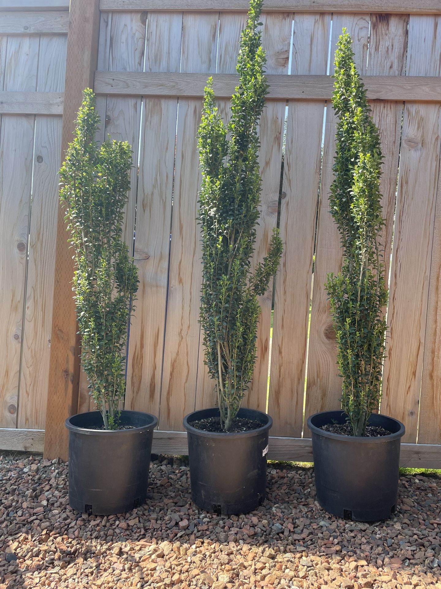 Garden Plants for Sale in Renton, WA OfferUp