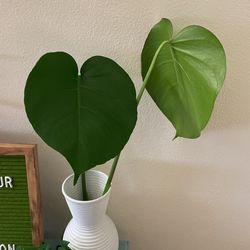 Monstera Deliciosa Cutting With Roots 