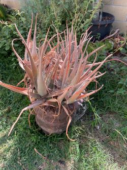 Free large aloe purple succulent