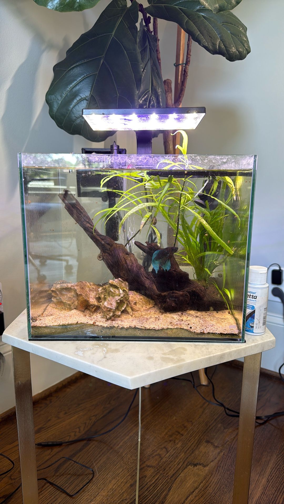 Fish Tank 5 Gallon