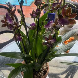 Exotic Rare Orchid - Zygopetalum Louisendorf