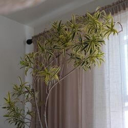 7.6ft SONG OF INDIA | Dracaena Reflexa | Sculptural Plant In rustic Pot