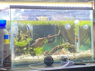 5 gallon Tank for shrimp AIO