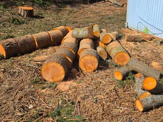 Free firewood rounds