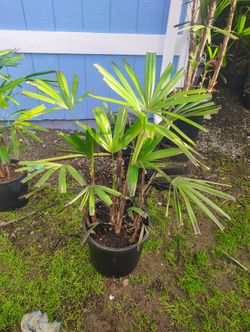 Rhapis Excelsa