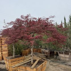 Dwarf Japanese Maple (Crimson Queen)