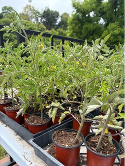 Tomato plants