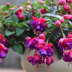 Big Pot  Fushia Flower Plant