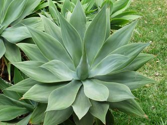 Foxtail Agave Succulent